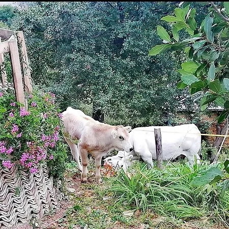 Alojamento de Acomodação e Pequeno-almoço Le Ginestre *
