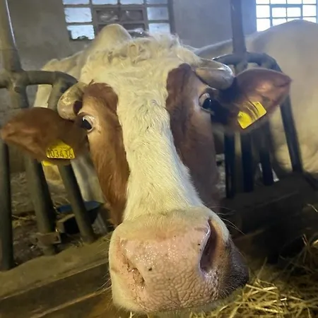 Le Ginestre Nocleg ze śniadaniem *