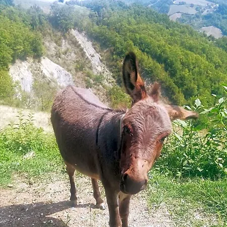 Le Ginestre * Castelli