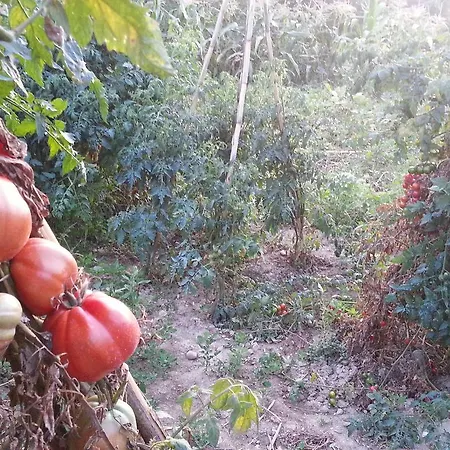 Le Ginestre